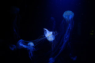 floating jellyfishes HD wallpaper