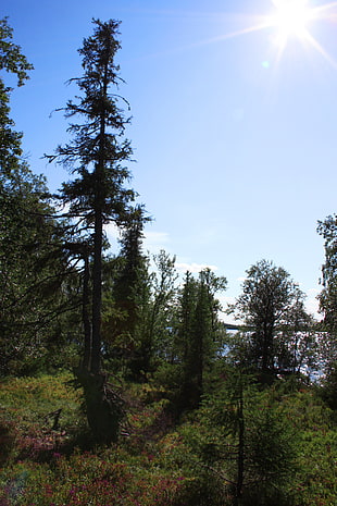 green forest trees, landscape, Karelia