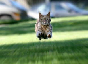 selective focus photography of orange tabby cat running HD wallpaper