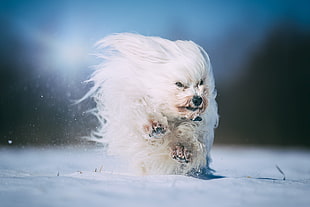 adult white Maltese, snow, white, running, dog