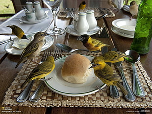 group of small yellow short-beaked birds, nature, animals, birds, National Geographic
