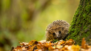 brown and black hedgehog, nature, trees, leaves, branch