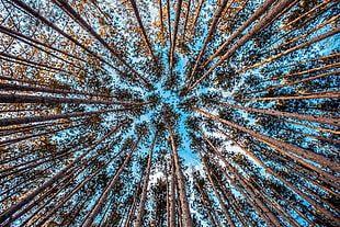 photo of brown tree lot during daytime