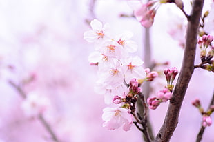 pink blossom closeup photography