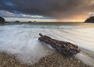 driftwood on sea photography HD wallpaper