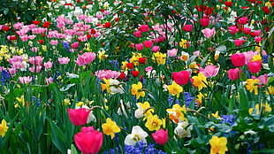 assorted color of petaled flowers field