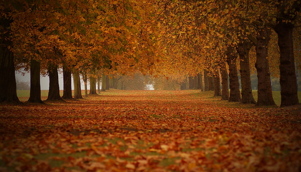 orange trees, trees, fall, nature HD wallpaper