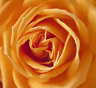 macro photography of yellow rose