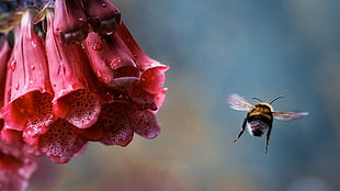 bokeh photography of honeybee flying near red petaled flowers with water dews