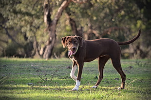 short-coated brown dog, dog, animals