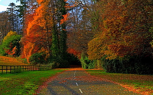 brown trees, nature, road, fall