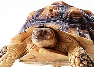 selective focus photography of brown tortoise