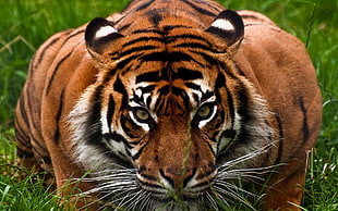 Bengal Tiger on green grass HD wallpaper