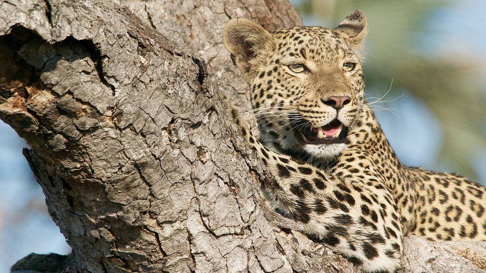 brown leopard, animals, nature, leopard (animal) HD wallpaper