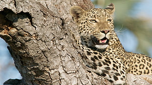 brown leopard, animals, nature, leopard (animal) HD wallpaper