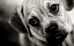 grayscale photography of adult Puggle close-up photo HD wallpaper
