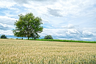 green grass field, wheat HD wallpaper