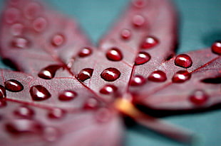 selective focus photography of maroon leaf