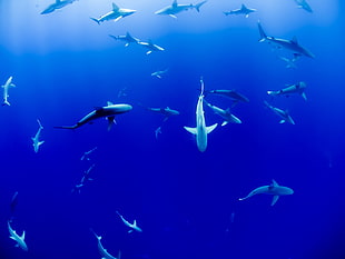 underwater photography of shoal of sharks HD wallpaper