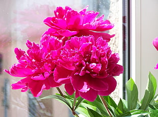 pink Peony flowers in bloom close-up photo