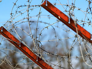 red and gray barbed wire HD wallpaper