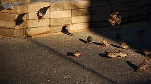 flock of brown-and-black birds, birds, flying, sparrow