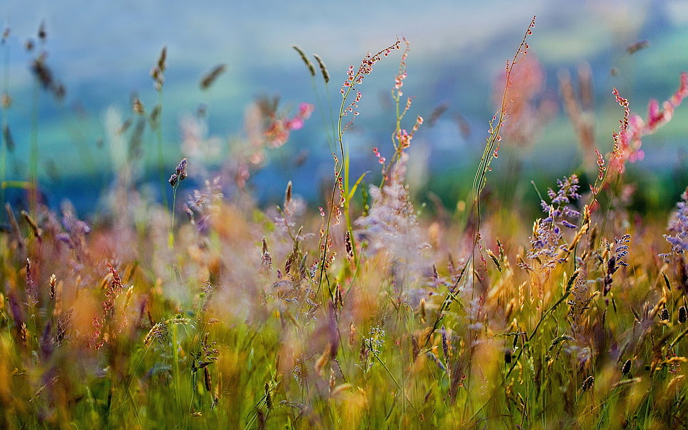 Grass,  Flowers,  Paints,  Dim HD wallpaper