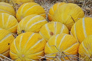 yellow pumpkin lot