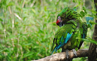 depth of field photography of green parakeet perch on tree HD wallpaper