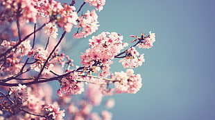 pink cherry blossom flower, blossom, flowers, depth of field HD wallpaper
