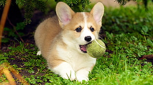 short-coat tan and white puppy getting green tennis ball running on grass