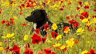 short-coated black dog walking between red and yellow flower fields during daytime