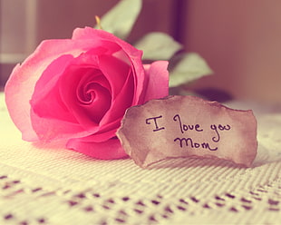 I Love you mom greeting card near red flower HD wallpaper