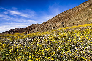 filed of yellow flowers beside mountain under blue skie