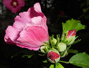 pink flower macro photographty