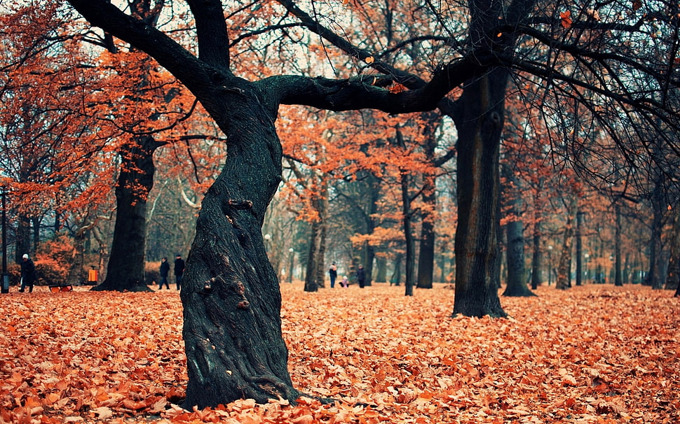 focused photo of black withered tree HD wallpaper