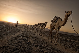 photo of camels walking on dirt road