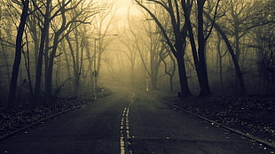 landscape photography of freeway with leafless trees, road, forest, spooky