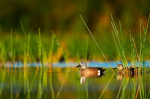 two ducks on the water during daytime HD wallpaper