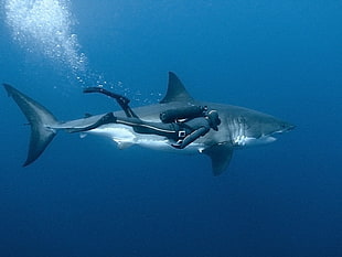 black wetsuit, Great White Shark, divers, diving, animals