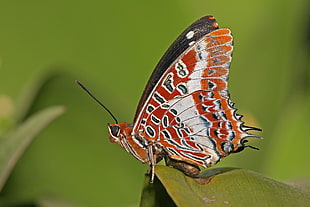 close up photo of a white and brown Lacewing butterfly on green leaf