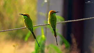 two green chirping birds on gray cable, bee-eater
