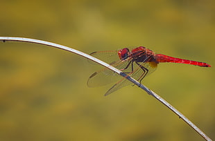red and black dragonfly HD wallpaper