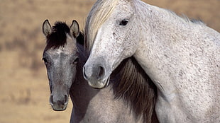 two gray and black horses