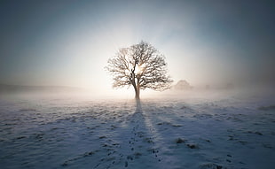 withered tree with snow soil at daytime HD wallpaper