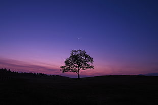 black tree, dark, sky, blue, purple HD wallpaper