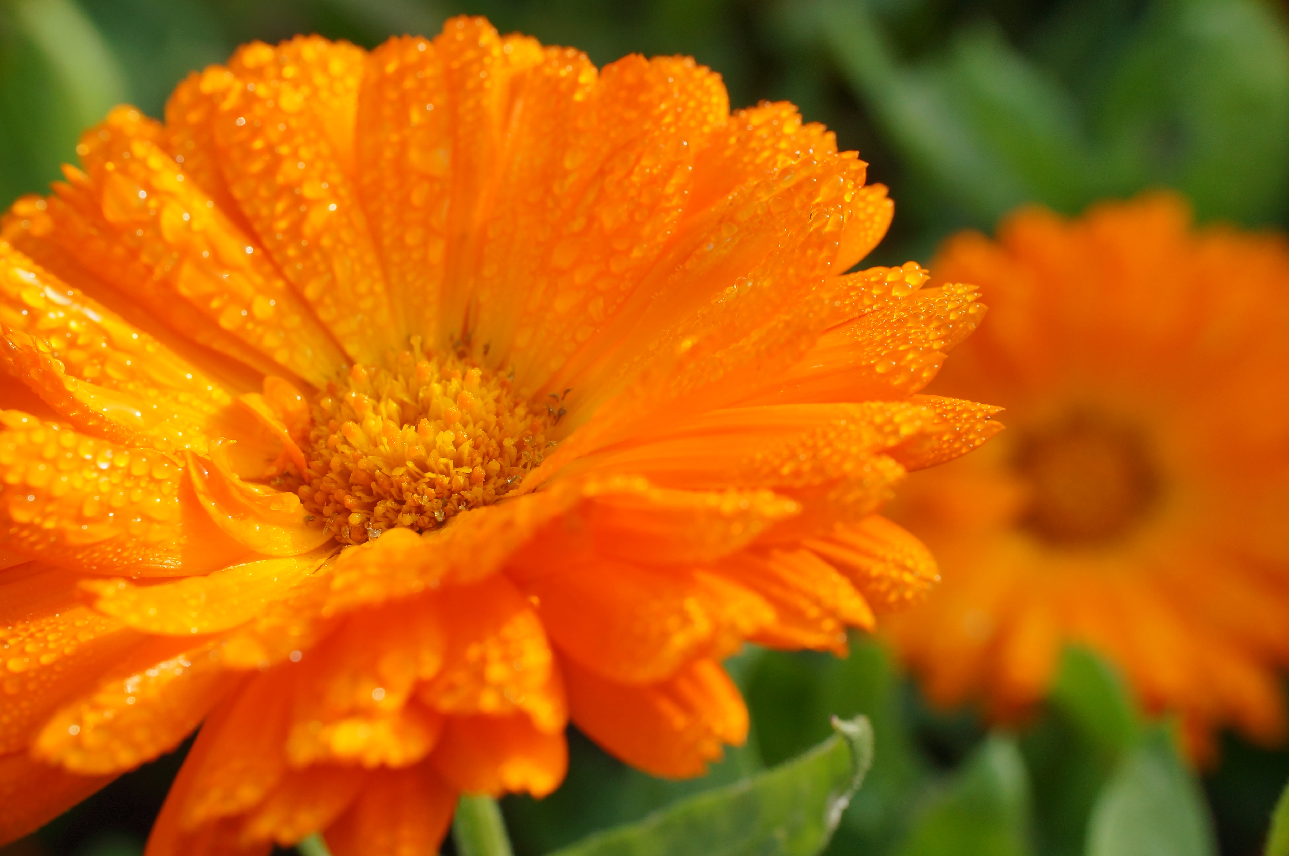 shallow  focus photography of orange flower, calendula officinalis