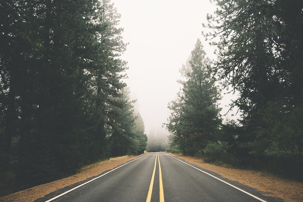 view of road and pine trees HD wallpaper