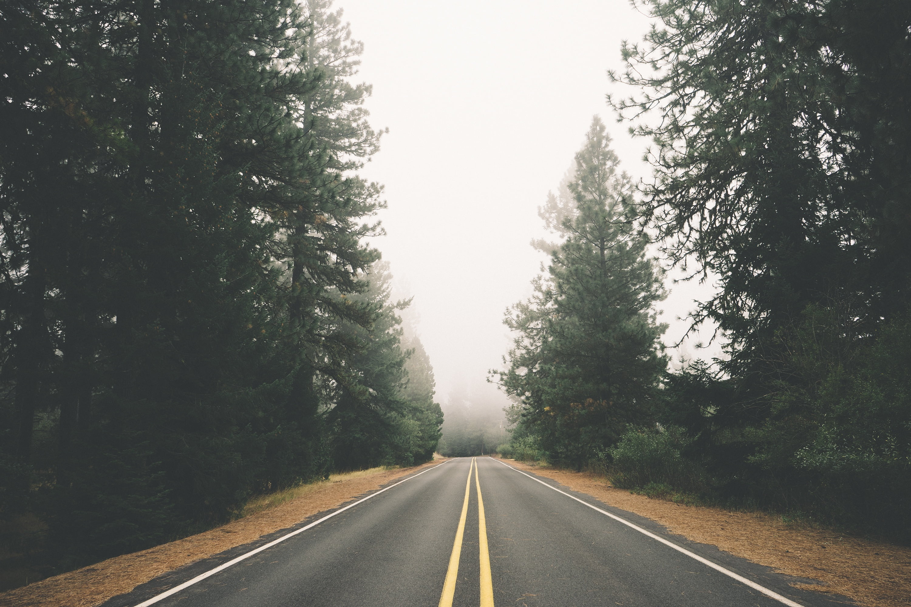 view of road and pine trees