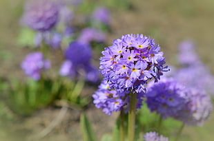 purple flowers photography